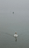 Cygnus in the fog