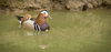 Mandarin duck