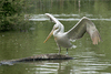 Pelican