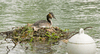 Great crested grebe