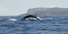 Humpback Whale