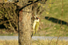 Male Woodpecker